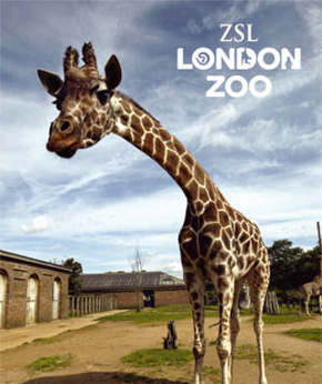 Kids in London – London Zoo (ZSL) and Camden Market image