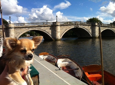 Dog Blog - The White Swan and the Boat at Richmond Bridge image