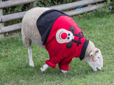 Fashion-forward sheep support Christmas Jumper Day  image
