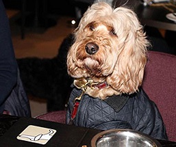 Dogs in London – Doggy Disco at M Hotels 27th June 2015 image