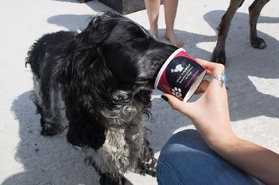 London Dog Blog – Doggy gelato at Pet Pavilion image