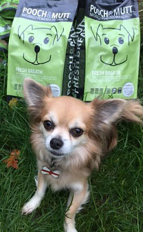 Fresh breath Chihuahua from Pooch & Mutt image