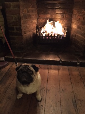 Open fire, sparkly lights and lots and lots of dogs at The White Swan, Richmond image
