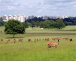 Richmond Park image