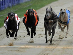 Crayford Greyhound Track image