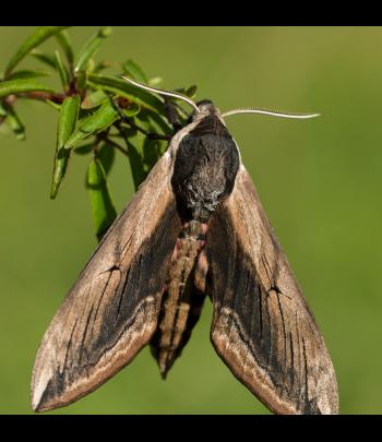 Identifying Butterflies, Moths & Invertebrates at Woodberry Wetlands image