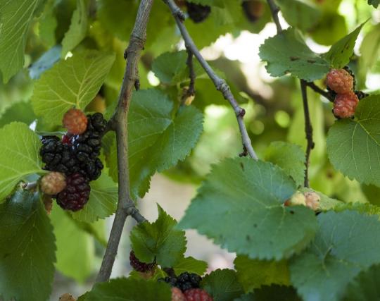 Greenwich’s Marvellous Mulberries - Guided Walk image
