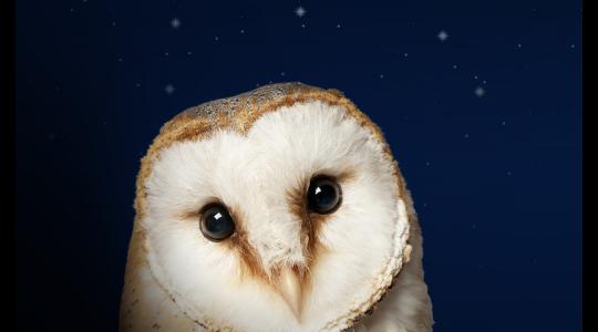 The Owl Who Was Afraid Of The Dark image