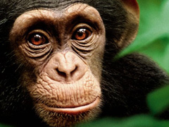 Chimpanzee - Special Screening image