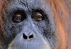Bill Bailey opens free exhibition of Sumatran wildlife photos image