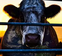 yogahaven presents 'Cowspiracy - The Sustainable Secret' image
