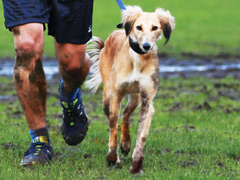 Muddy Dog Challenge image