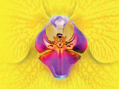 Alluring Orchids image