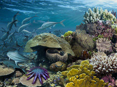 Coral Reefs: Secret Cities of the Sea image