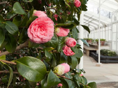 Camellia Show image