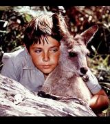 Skippy the Bush Kangaroo image