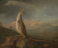 Kangaroos and Co.   image