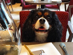 Pampered Pooch Party - Dine With Your Dog  image