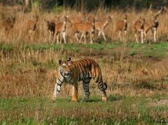 Is there a future for tigers, elephants and rhinos in the wild? image