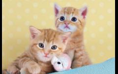 Meet Battersea’s mini moggies at the charity’s Kitten Shower event on Thursday 23 July 2015 image