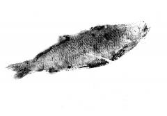The Fish Print at Sluice image