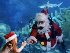 Santa Dives Into Sea-Life image