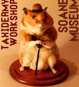 Soane Museum Victorian Taxidermy Workshop image