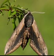 Identifying Butterflies, Moths & Invertebrates at Woodberry Wetlands image
