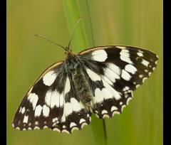 Butterflies & Moths: A Guided Walk in Search of London's Lepidoptera image