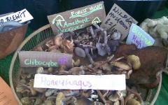 Mushroom Foraging & Cultivation Weekend Course image