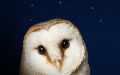 The Owl Who Was Afraid Of The Dark image