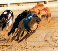 Trainer's Championship Greyhound Racing image