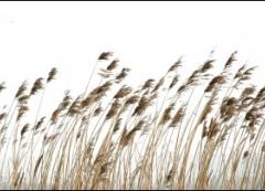 The Fascination of Reedbeds walk image