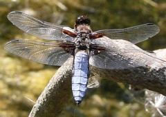 Dragonflies, Damselflies and Stag Beetles walk image