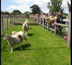 Sheep Week At Odds Farm Park image