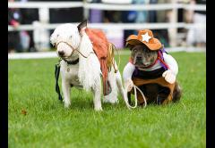 Battersea Dogs & Cats Home Annual Reunion and Fun Day image