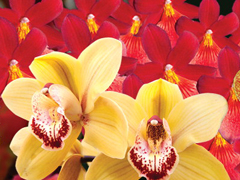 Orchids at Kew image