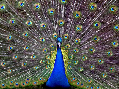 The peacock effect picture