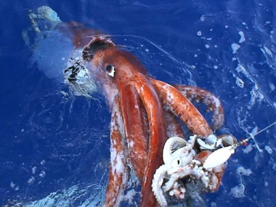 Archie the Giant Squid  picture