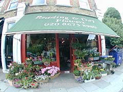 Reading Day Flowers image