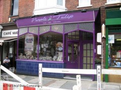 Purple Tulip image