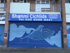 Shammi Cichlids image