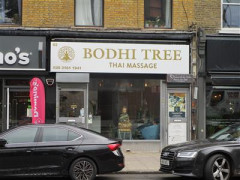 Bodhi Tree image
