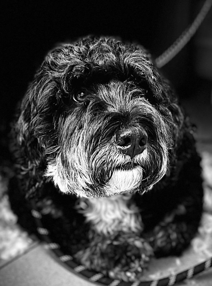 House Of Pets image