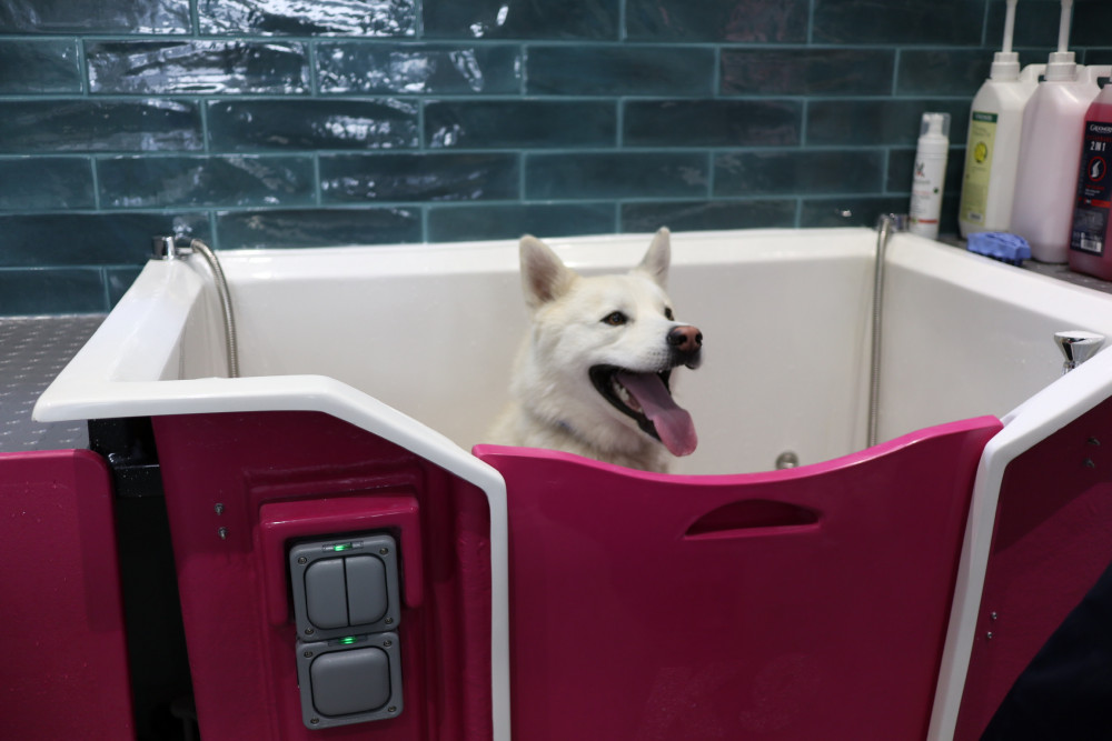 RiverDog Studio Picture