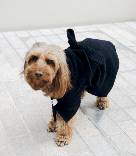 Dandie image