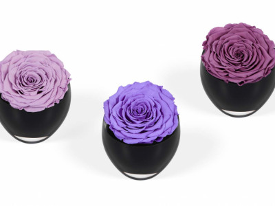 OnlyRoses image