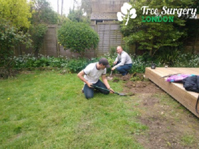 Tree Surgery London Picture