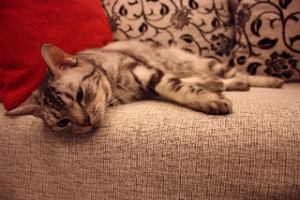 RA Sofa Clean Picture