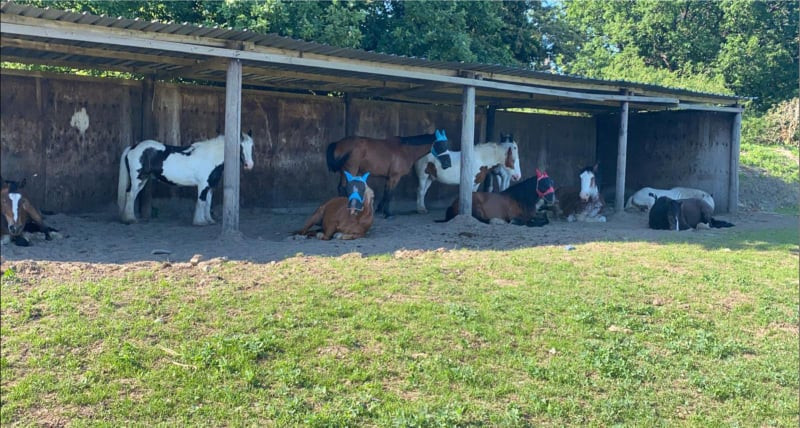 Lower Morden Equestrian Centre Picture
